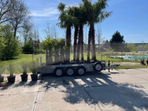 palmbomen_houten_werk8